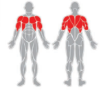 Fitnessgerät - Brustmuskeltrainer - Kreuzheben - F20 – Bild 3